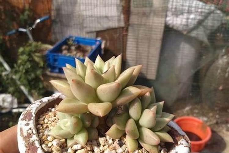 这多肉为什么很多人说好养,我就一直养不好呢？