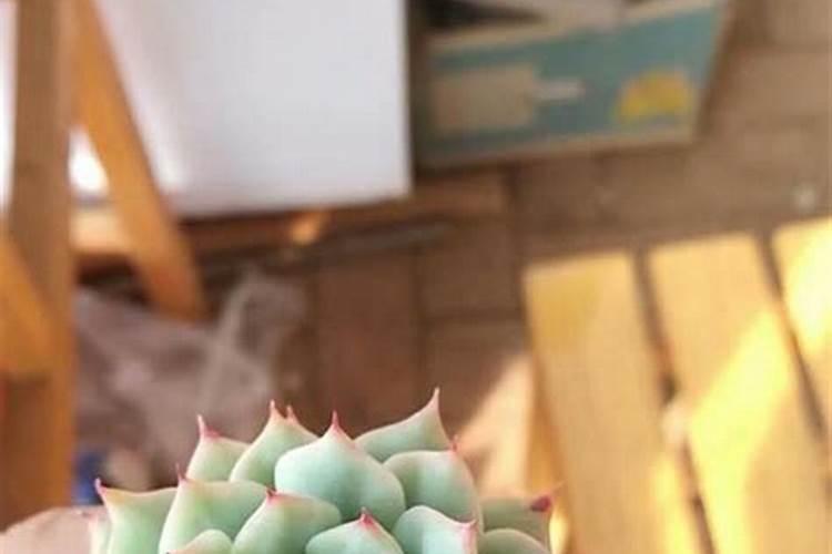 多肉植物越养越瘦怎么办