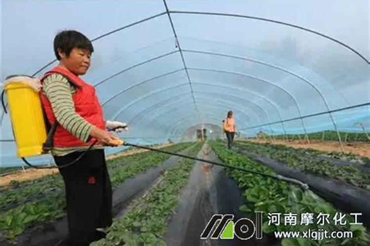 人血白蛋白可不可以喂鱼或养花？