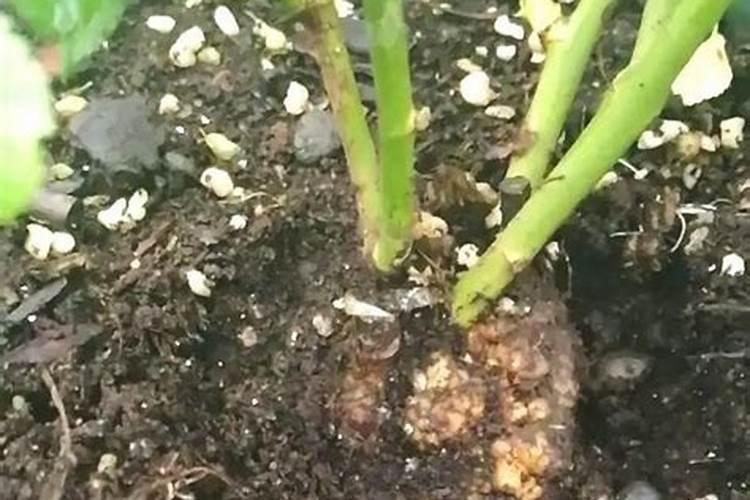 养月季要施肥,选对时间用对肥料,壮根安全过冬,你知道吗？