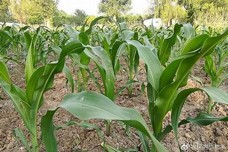 玉米追啥肥好
