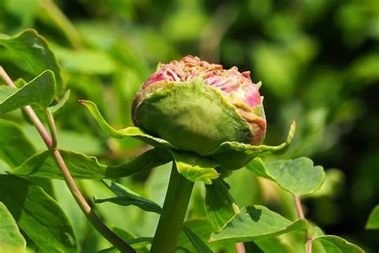 牡丹花蕾期施什么肥好