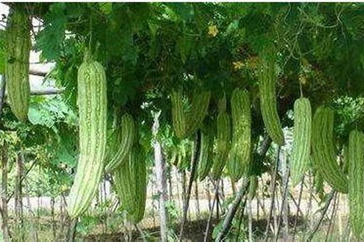 苦瓜就要开花了,在夏季如何给苦瓜施肥更高产？