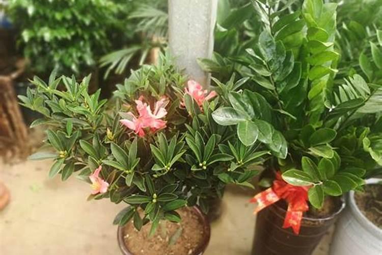 四季山茶花的养殖方法和注意事项有哪些