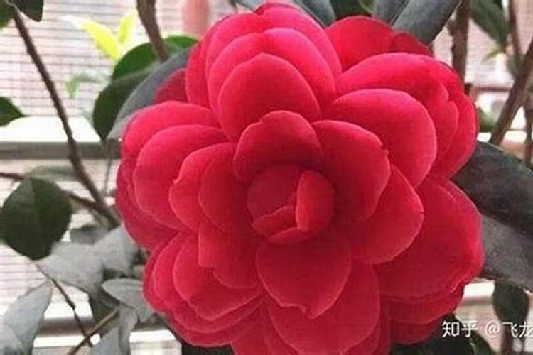 四季山茶花的养殖方法