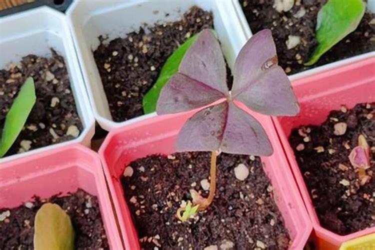 酢浆草怎么养护