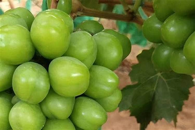 种植阳光玫瑰葡萄时,需要施什么肥呢？