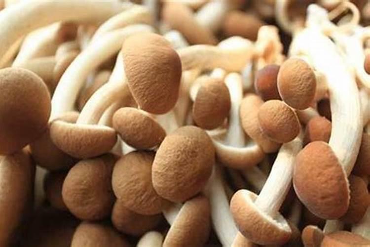 茶树菇感染杂菌经常出现,茶树菇感染杂菌的原因是什么？