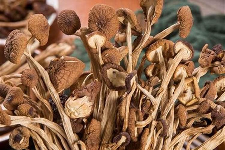 茶树病虫害的化学防治方法有哪些