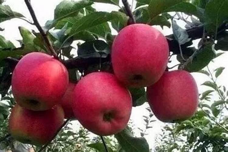 苹果膨大剂什么时候可以打？苹果叶面喷什么肥料长势好？