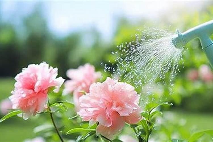 氮肥可以兑水浇花吗