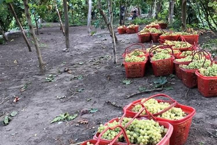 磷酸二氢钾一亩葡萄喷叶面肥用多少