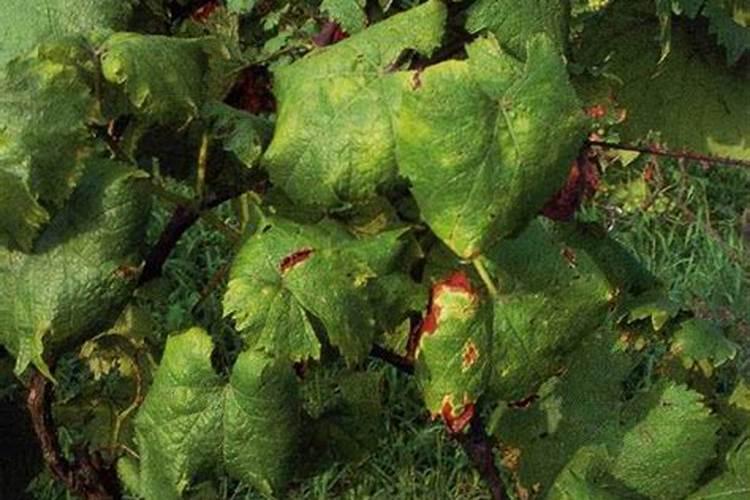 葡萄白粉病防治技术是什么