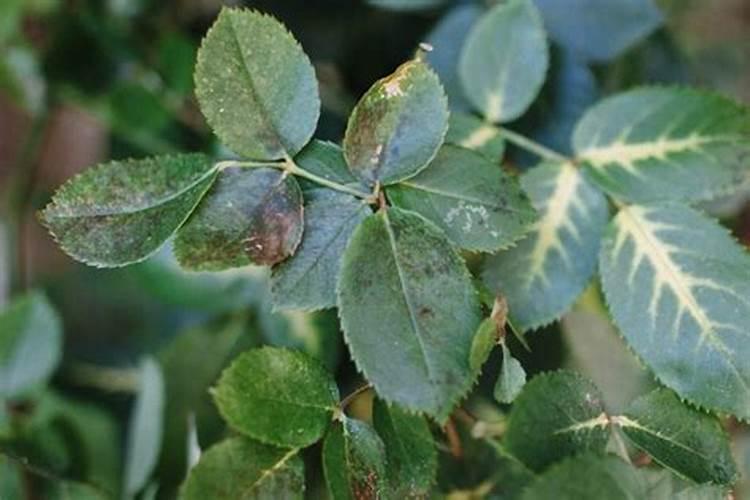 蓝宝石葡萄有种植成功的吗？