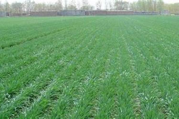 小麦一年施肥几次 施肥最佳时间