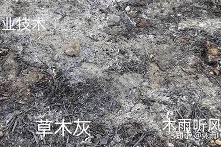 草木灰可以撒在甘蔗地里吗？