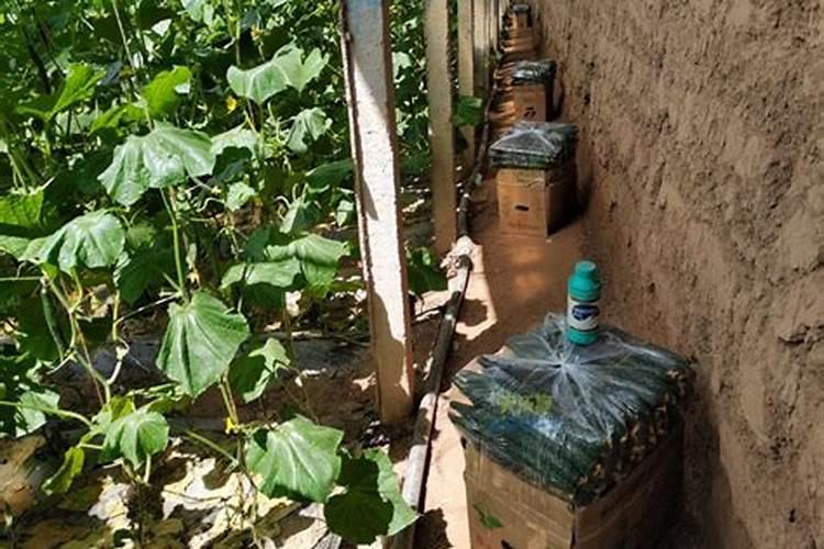 大棚生姜最好种植方法 大棚生姜种植方法和时间安排