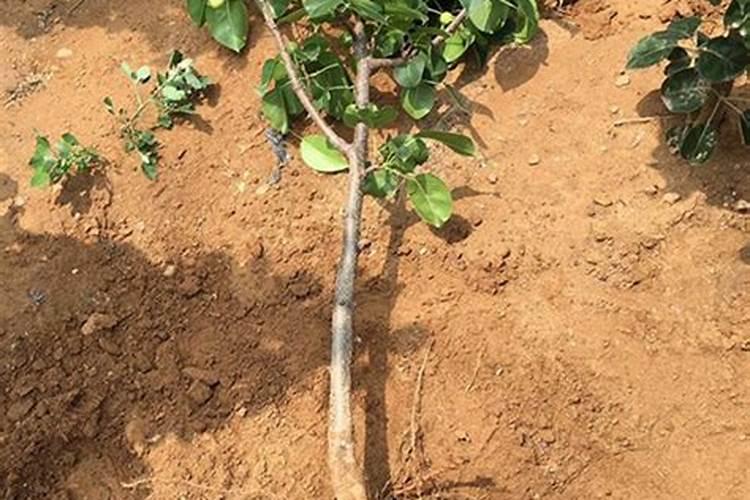 梨树什么时候施肥料最好