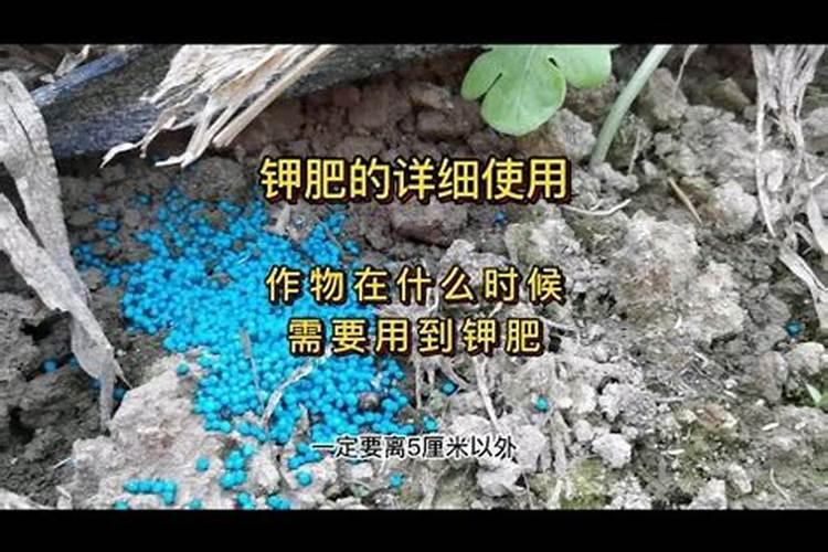 葵花什么时候追肥最好