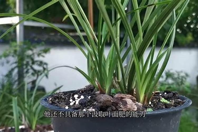 兰花什么季节施肥最好