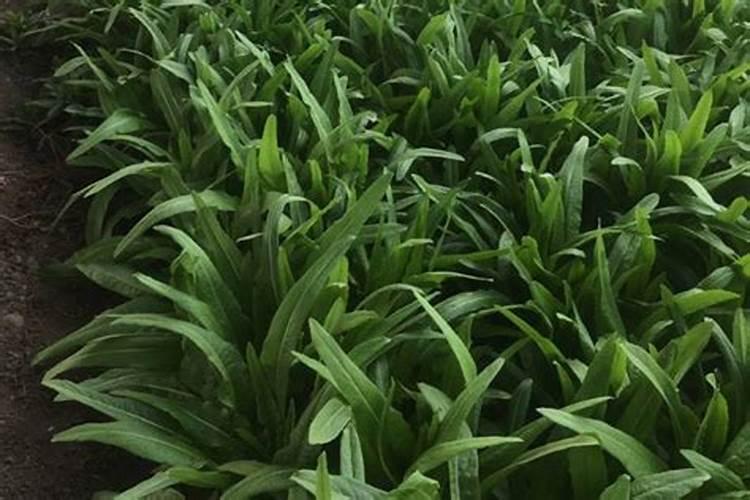 油麦菜怎么样才能长得粗壮