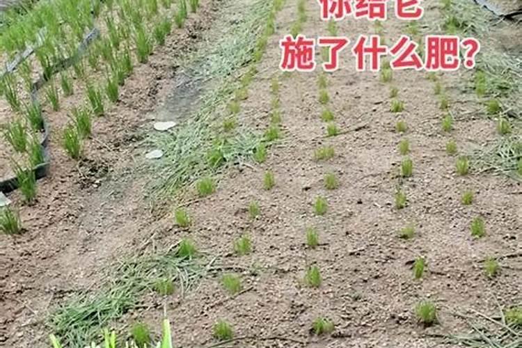 韭菜根养护方法