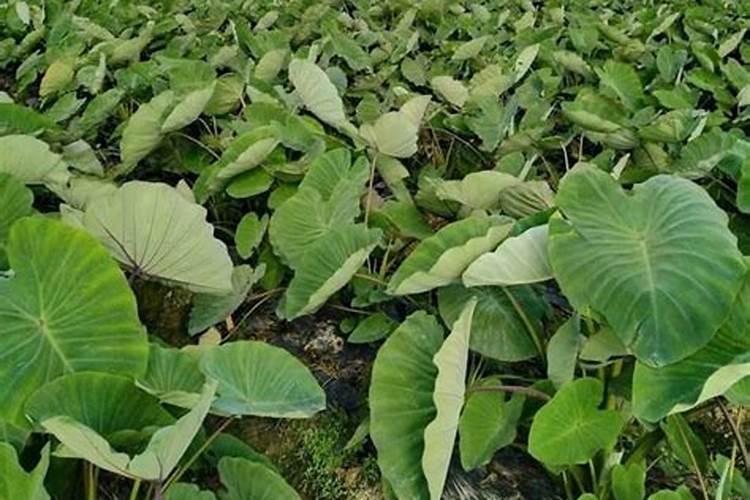 芋头追肥用什么肥料好