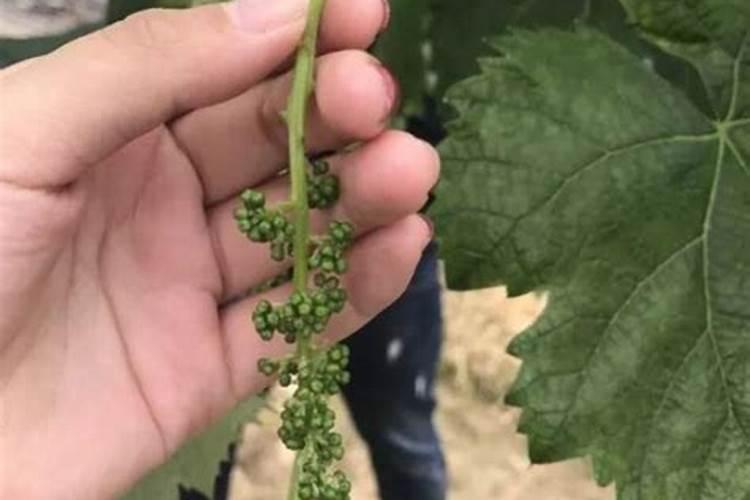 在葡萄开花的这个时期,浇水施硼肥可不可以呢