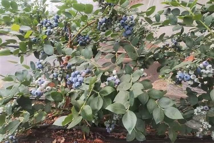 蓝莓施什么肥最好
