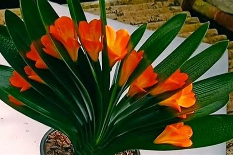 君子兰花期养护方法,开花期间如何浇水、施肥