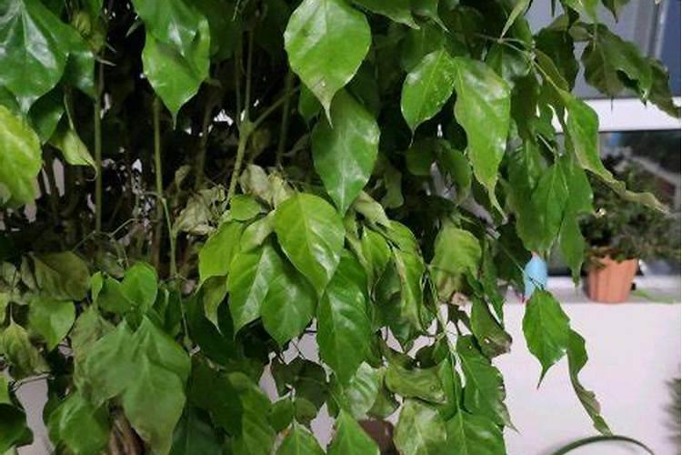 幸福树老桩发芽怎么养护 幸福树老桩发芽的养护方法