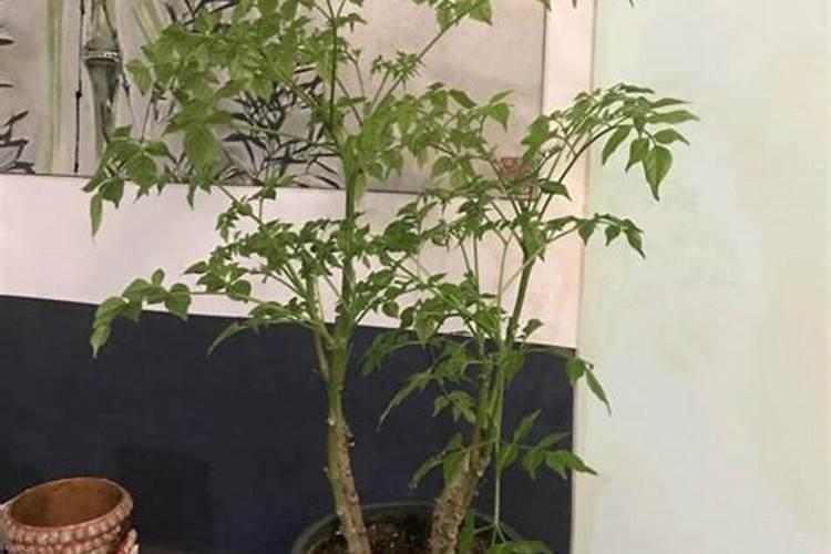 幸福树施什么肥最好 幸福树怎么施肥