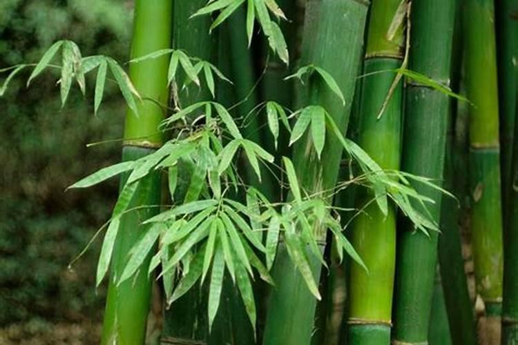 竹子需要什么肥料和营养