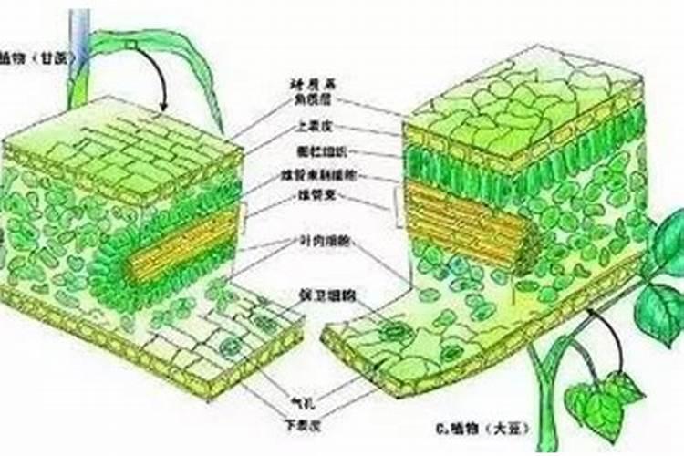 生菜叶片增厚用什么叶面肥