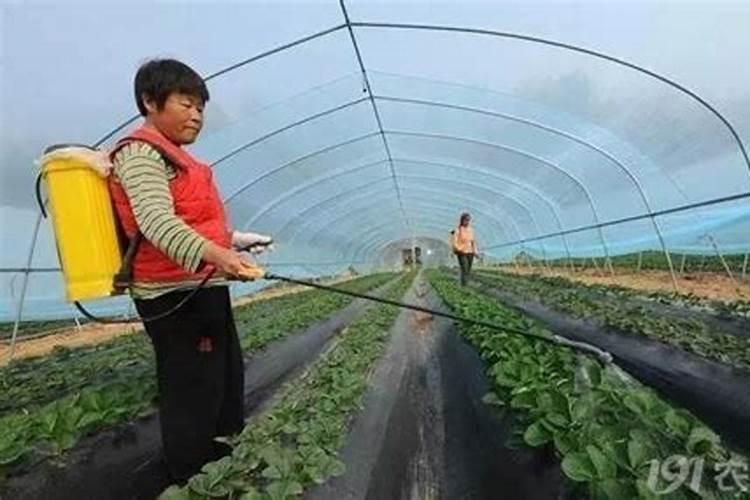 柑橘嫁结后多长时间发芽嫁接后一个多月未发芽？