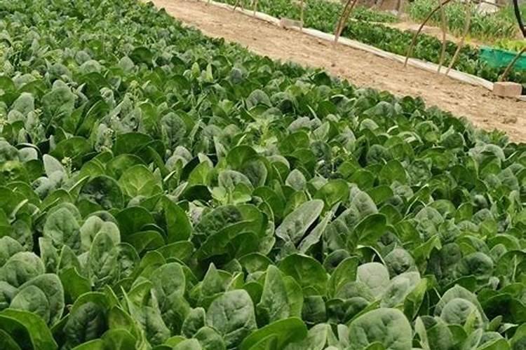 氮磷钾中微量元素是一种肥料吗