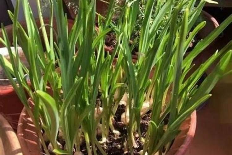 种大蒜的时候不施肥行吗