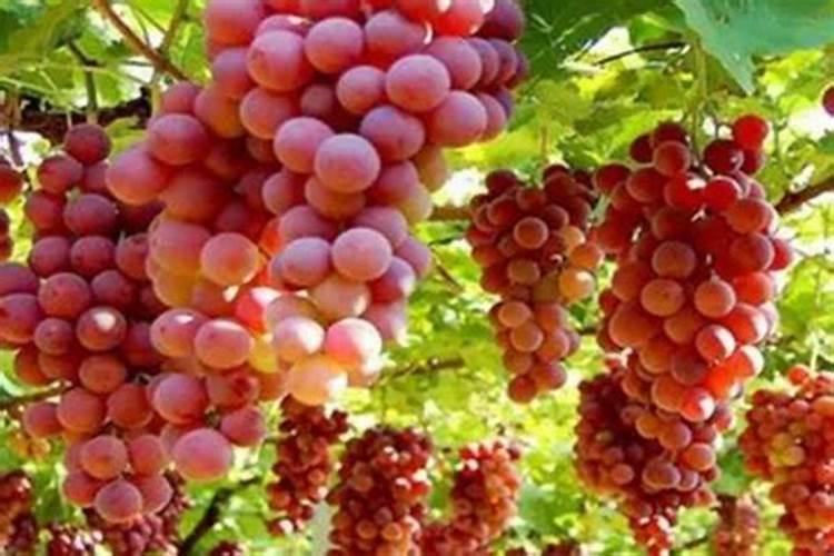 硝酸钾在作物上的使用方法用量及注意事项