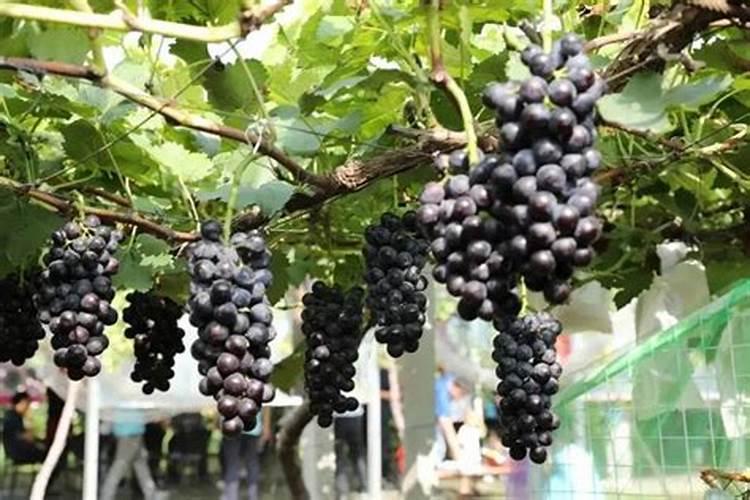 两瓜可以用硝基高钾肥吗？