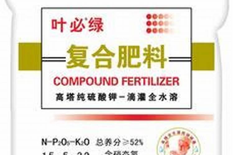 玉米从根部长茬是什么原因(玉米苗长侧芽要拔掉处理吗)