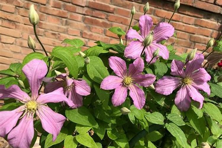 铁线莲僵苗处理方法有哪些 是什么原因造成的