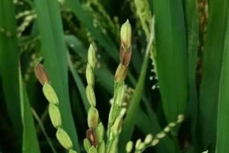 立秋后大田播种水稻还能施柯杈返青肥？