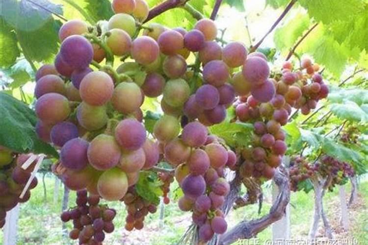 葡萄转色期这些药、肥一定不能用!