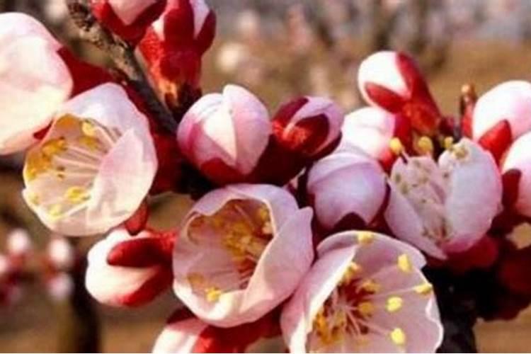 米兰有花苞能喷磷酸二氢钾吗