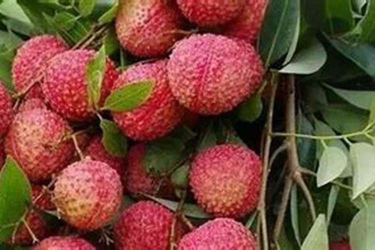 长寿花施什么肥好