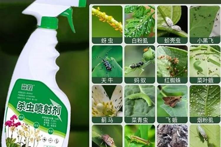 君子兰、绿萝怎么养护旺盛