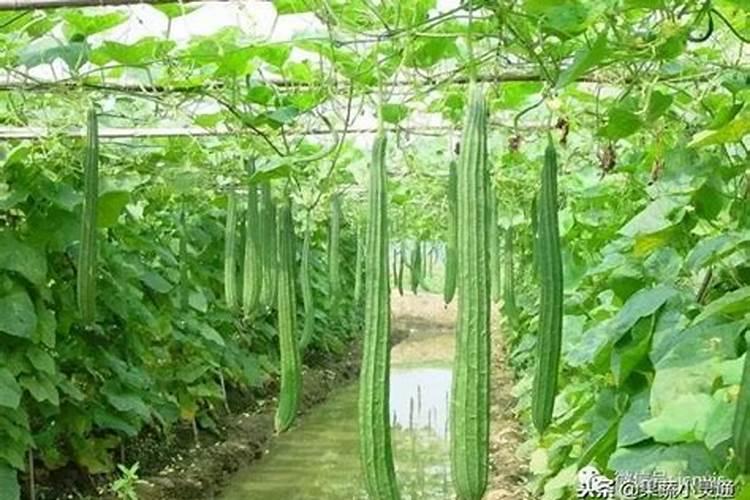 种蔬菜用什么肥料最好