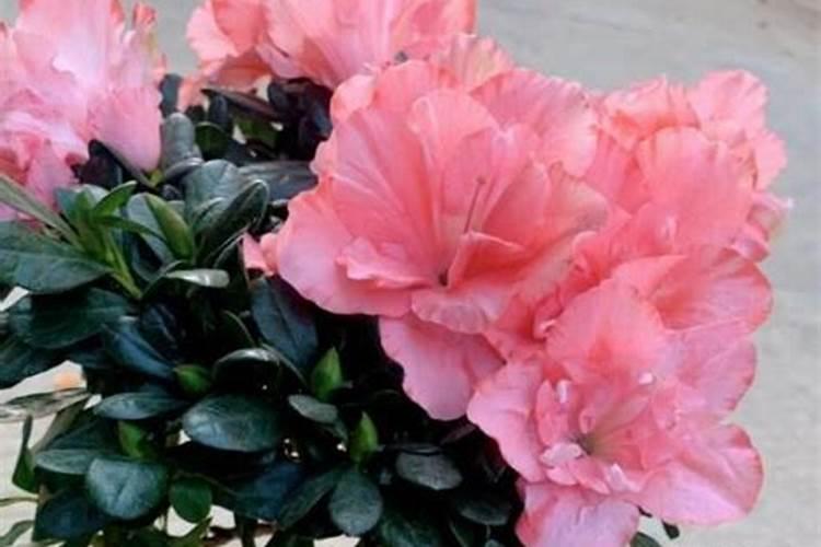 春天怎么给杜鹃施肥 杜鹃春季施肥方法和时间