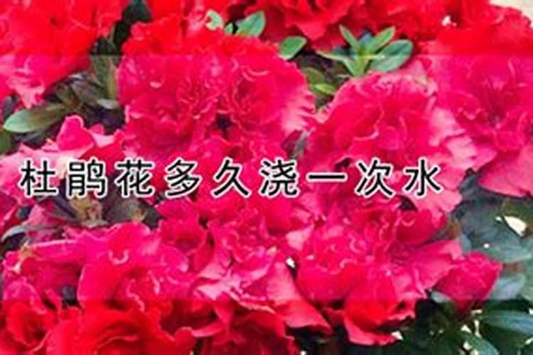 杜鹃花应该如何施肥？