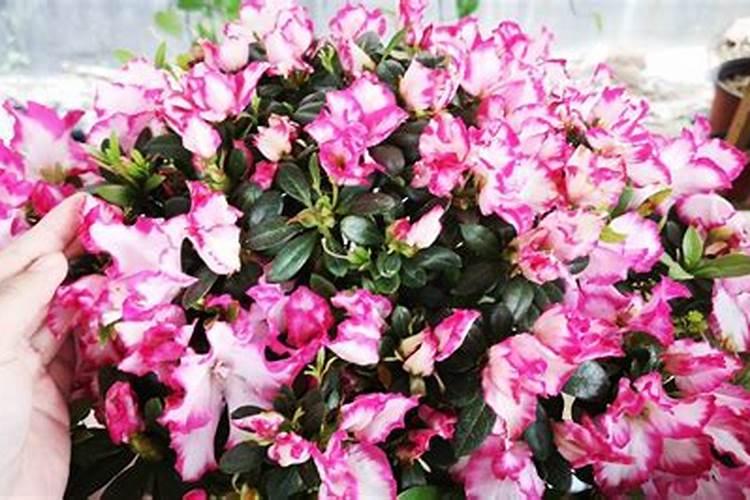 杜鹃开花期间怎样浇水施肥